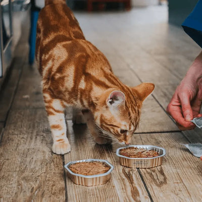 A ginger tabby cat eating from a bowl on a wooden floor while a human hand gently offers another bowl, creating a caring feeding scene.