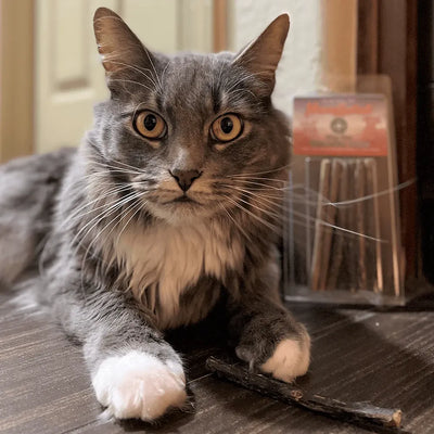 A grey cat with large, expressive eyes, lying next to a catnip stick, with a vinyl record in the background.
