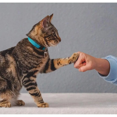 A tabby cat playfully interacts with a human hand, engaging in a gentle "fist bump" gesture.