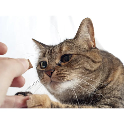 A tabby cat attentively looking at a treat held by a human hand, ready to perform a trick.