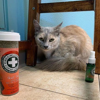 A cat lying beside Meowijuana® products, including a canister of Skull Cap and a spray bottle, in a cozy setting.