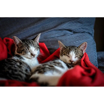 Two tabby kittens sleeping peacefully, wrapped in a cozy red blanket against a plaid pillow.