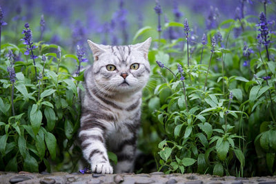 Why Cats Love Lavender (dried & in moderation!) - Meowijuana - A Catnip Company
