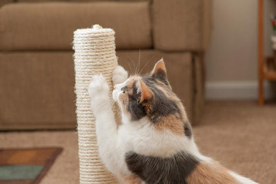 Why Do My Cats Scratch The Furniture? - Meowijuana - A Catnip Company