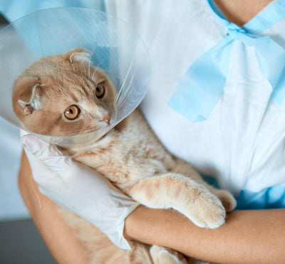 5 Signs That Your Cat Is Sick