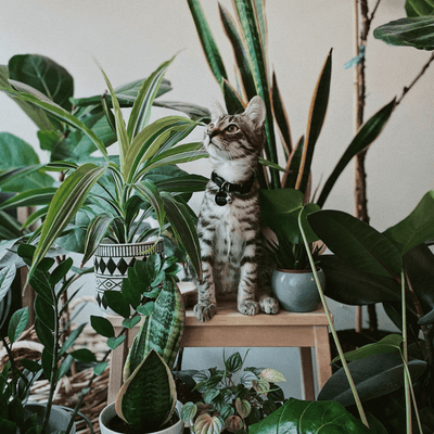 Five Houseplants that are Purrrfect for Cat Owners - Meowijuana - A Catnip Company