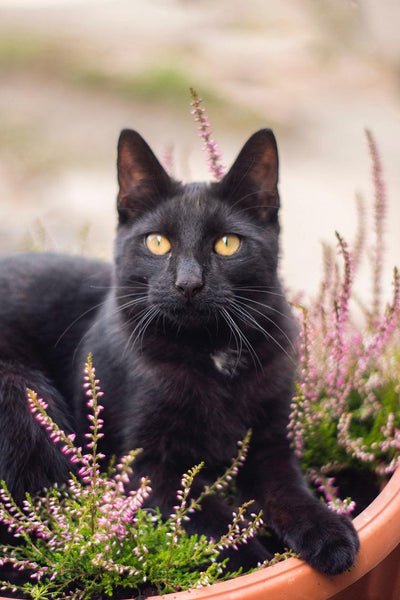 Are Black Cats Bad Luck? - Meowijuana - A Catnip Company