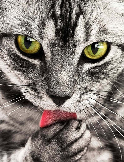 Will Coronavirus Impact Your Cat? - Meowijuana - A Catnip Company