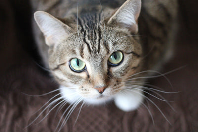 Why You Should Give Your Cats Silver Vine - Meowijuana - A Catnip Company