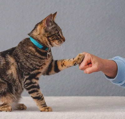 How to Train Your Cat - Meowijuana - A Catnip Company