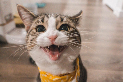 42 Ways To Celebrate 420 With Your Cats - Meowijuana - A Catnip Company