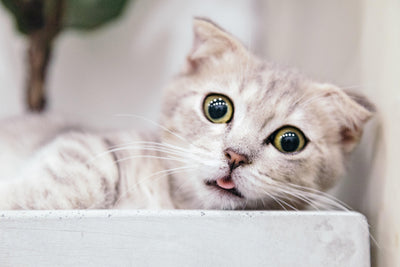 Amazing Cat Facts To Impress Your Friends - Meowijuana - A Catnip Company
