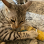 Spotted tabby cat gripping and chewing on a Meowi-Waui Whisker Tickler catnip container with focus.