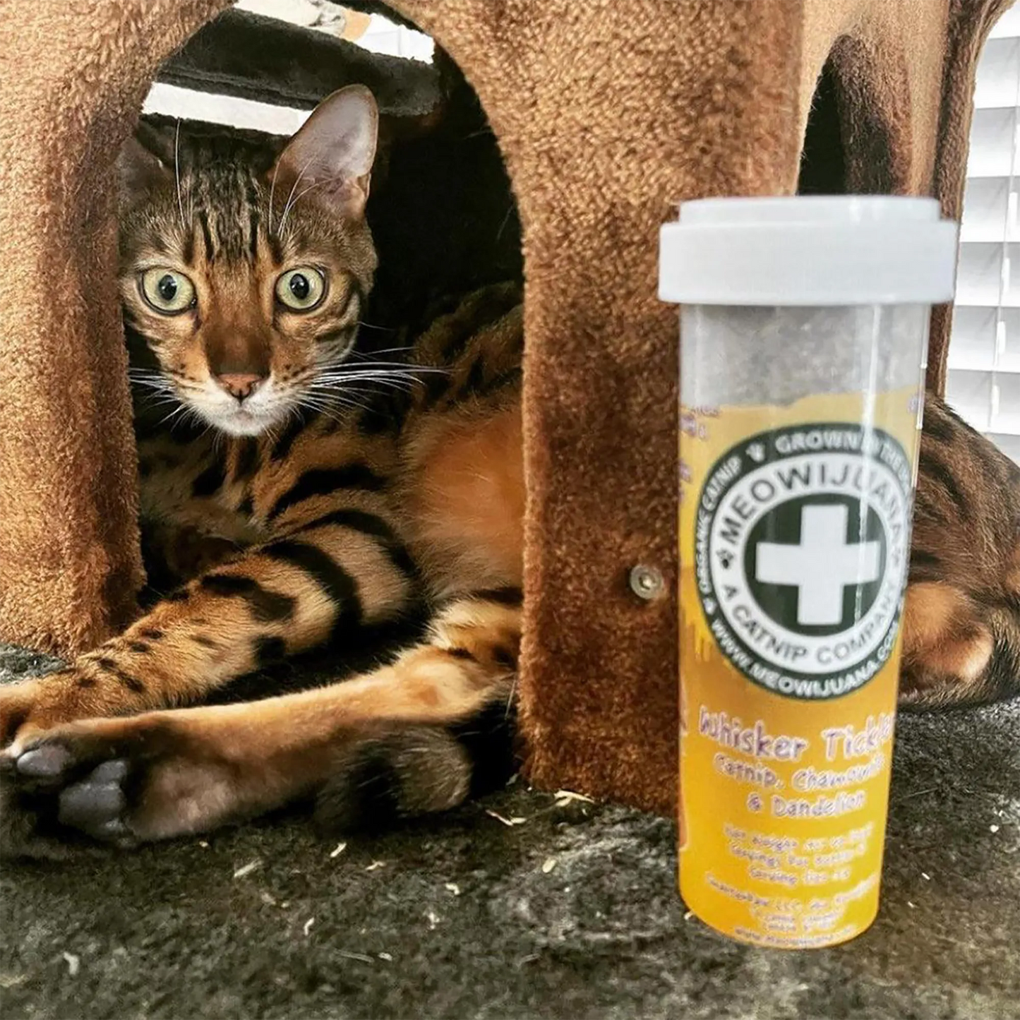 Bengal cat inside a brown cat house, peering out beside a Meowi-Waui Whisker Tickles catnip container.