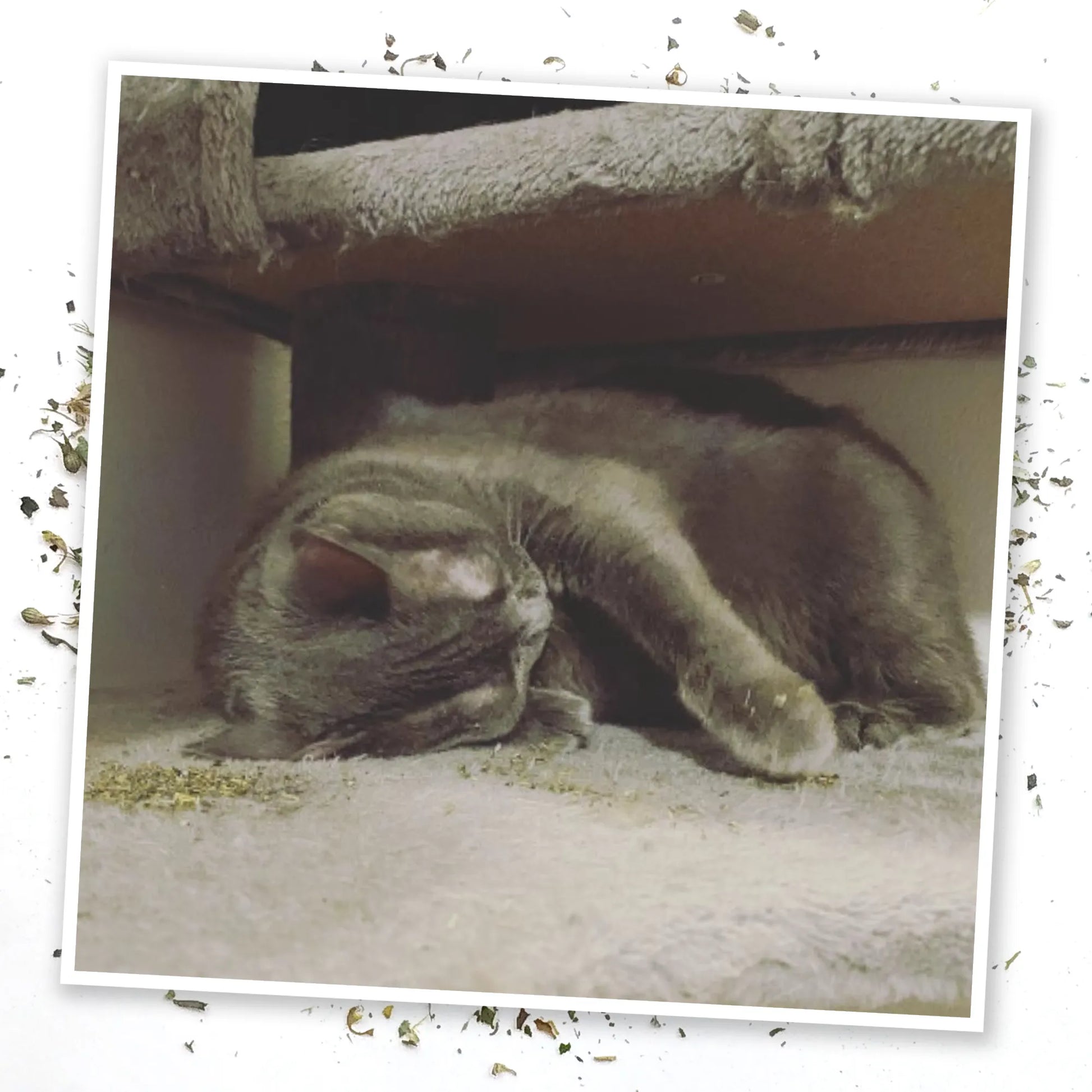 Gray cat peacefully sleeping on a soft surface, curled up comfortably in a cozy corner.