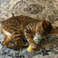 Happy tabby cat lying on a patterned rug, playfully licking a Whisker Tickler container.