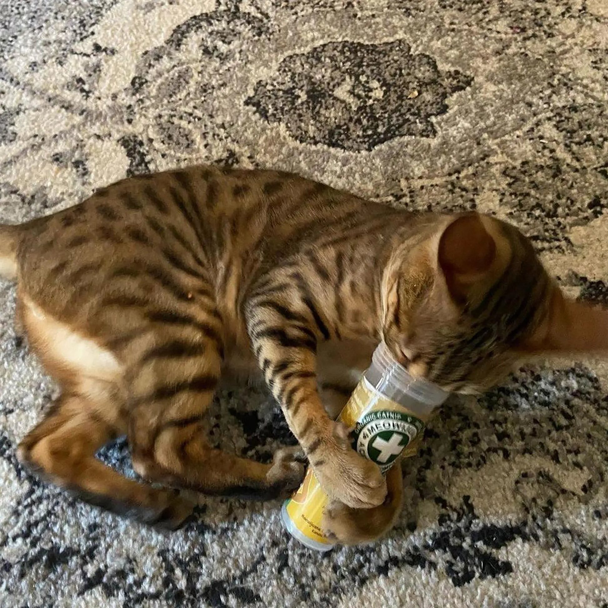 Happy tabby cat lying on a patterned rug, playfully licking a Whisker Tickler container.