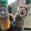 Gray tabby cat excitedly reaching for a Meowi-Waui Whisker Tickles catnip container, mouth open in delight.