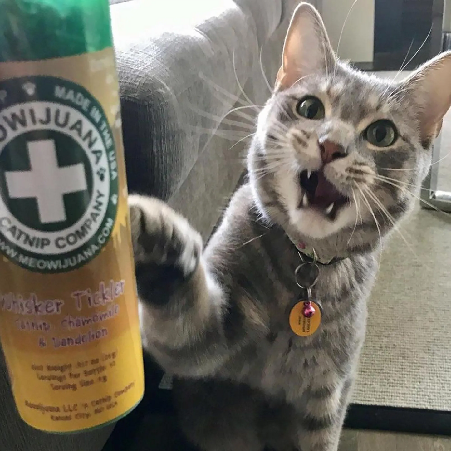 Gray tabby cat excitedly reaching for a Meowi-Waui Whisker Tickles catnip container, mouth open in delight.