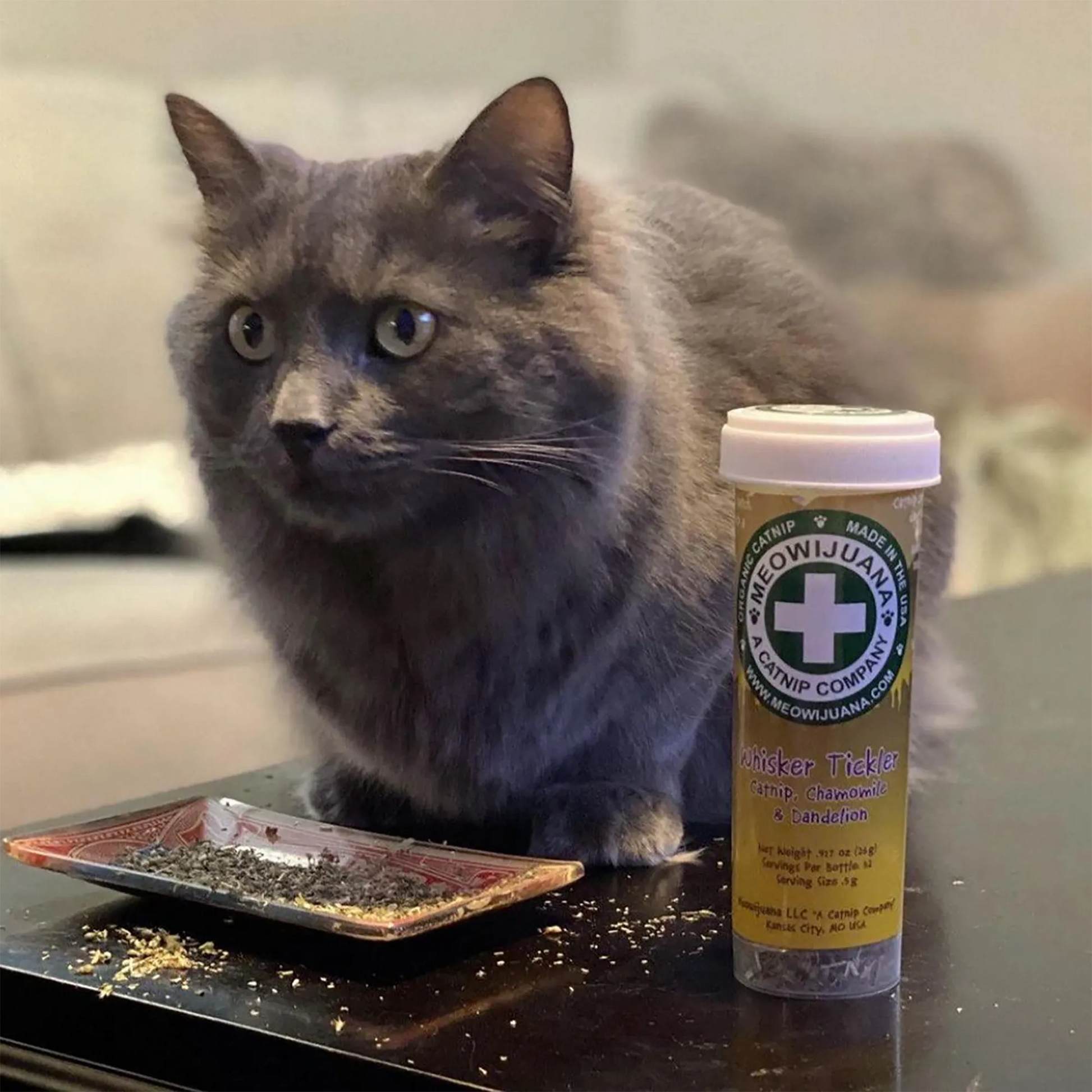 Gray fluffy cat sitting beside a dish of catnip and a Meowi-Waui Whisker Tickles container, looking intrigued.