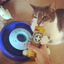White and gray cat gripping a Meowi-Waui Whisker Tickles container near a blue cat toy, appearing to enjoy the scent.