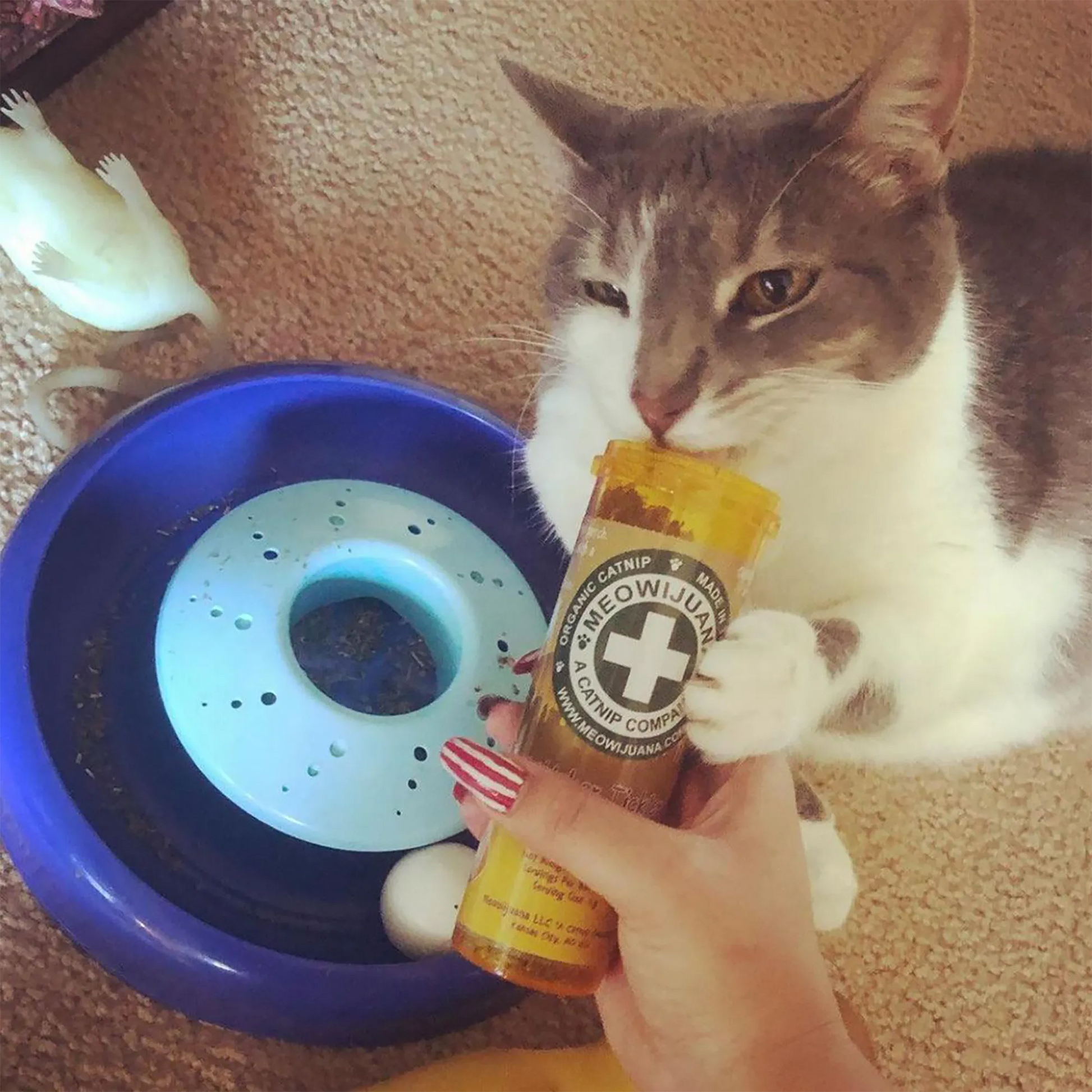 White and gray cat gripping a Meowi-Waui Whisker Tickles container near a blue cat toy, appearing to enjoy the scent.