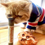 Cat sniffing a tube of Meowijuana catnip while sitting near a cookie-shaped catnip toy, wearing a striped shirt.