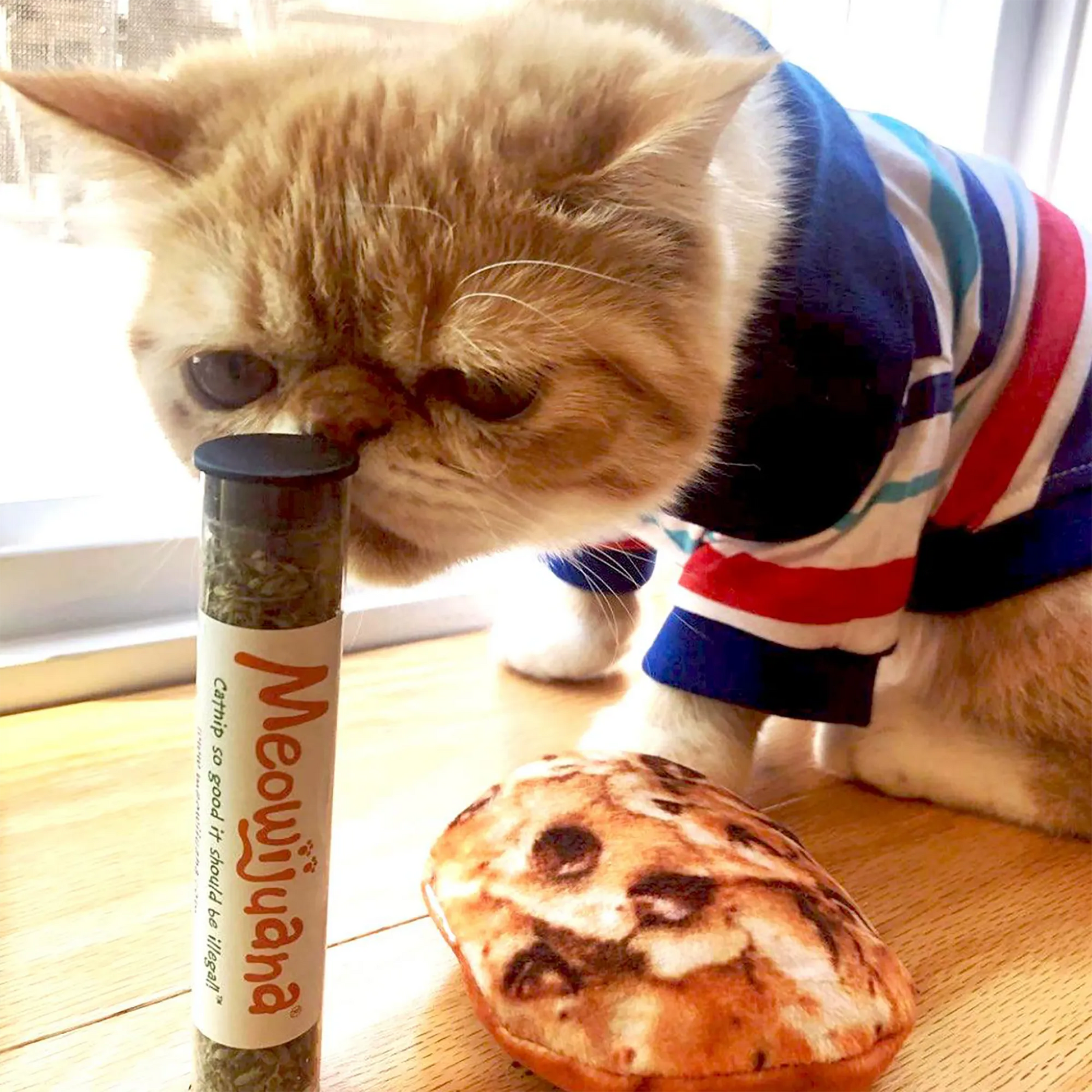 Cat sniffing a tube of Meowijuana catnip while sitting near a cookie-shaped catnip toy, wearing a striped shirt.