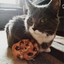 Gray and white cat sitting with a chocolate chip cookie-shaped catnip toy on the floor.