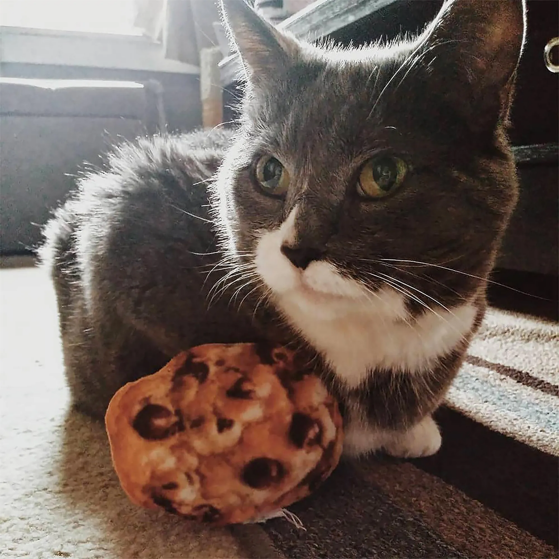 Gray and white cat sitting with a chocolate chip cookie-shaped catnip toy on the floor.
