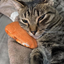 Tabby cat resting its head on a plush cookie-shaped catnip toy, looking relaxed.