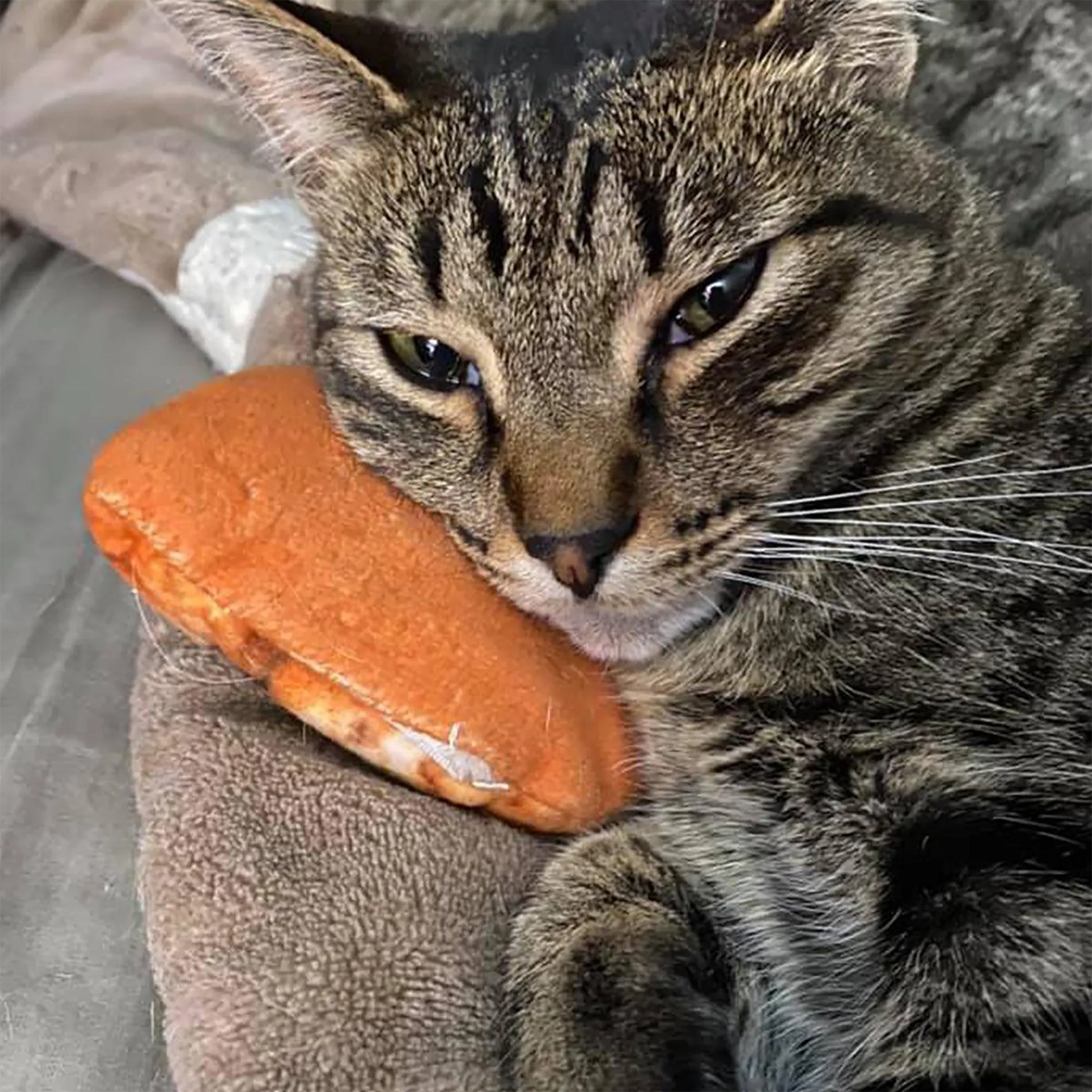 Tabby cat resting its head on a plush cookie-shaped catnip toy, looking relaxed.