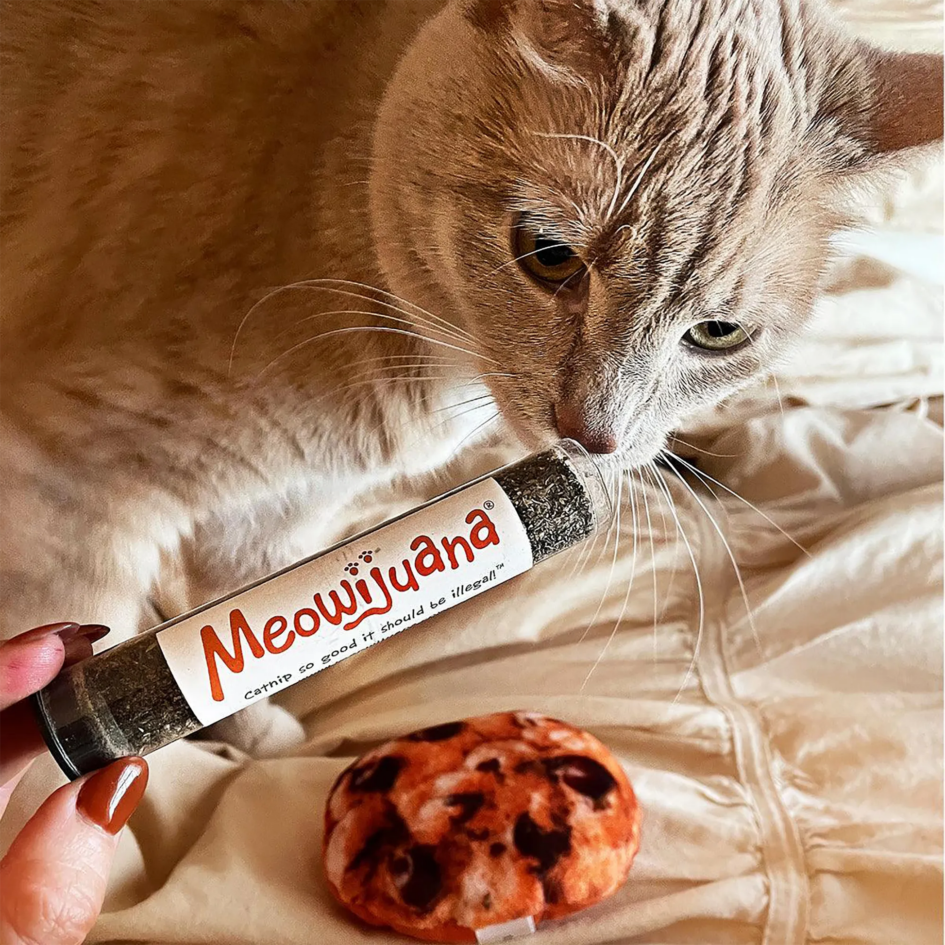 Light-colored cat sniffing a tube of Meowijuana catnip next to a cookie-shaped catnip toy on a bed.