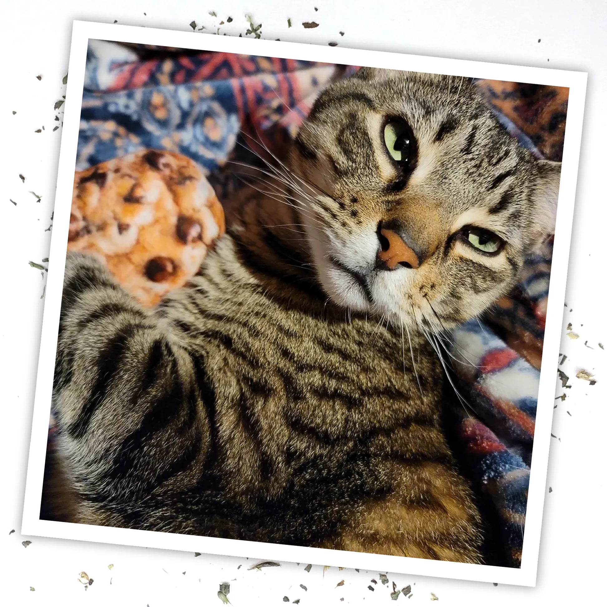 A tabby cat lounging while holding the cookie catnip toy with a relaxed expression.