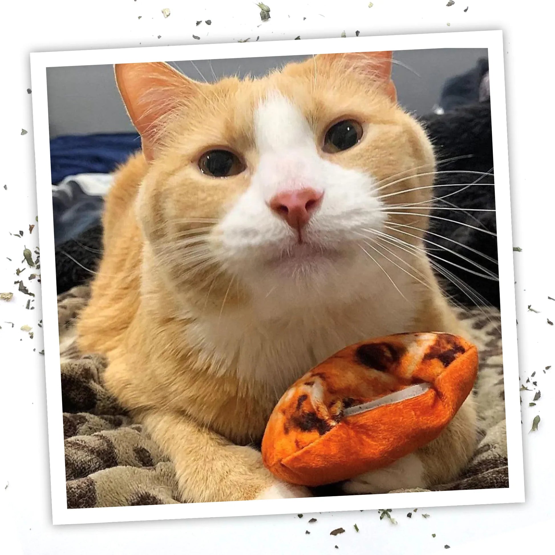 An orange-and-white cat lying down, gripping the cookie toy and staring into the camera.