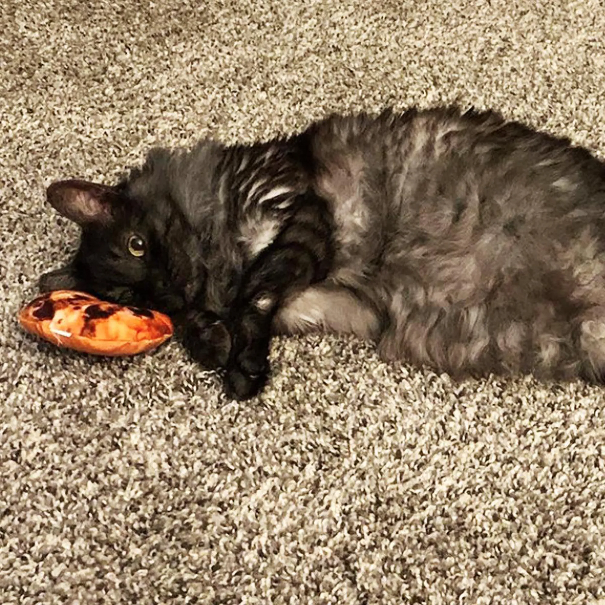 A black, fluffy cat lying on carpet while cuddling the Meowijuana cookie catnip toy.