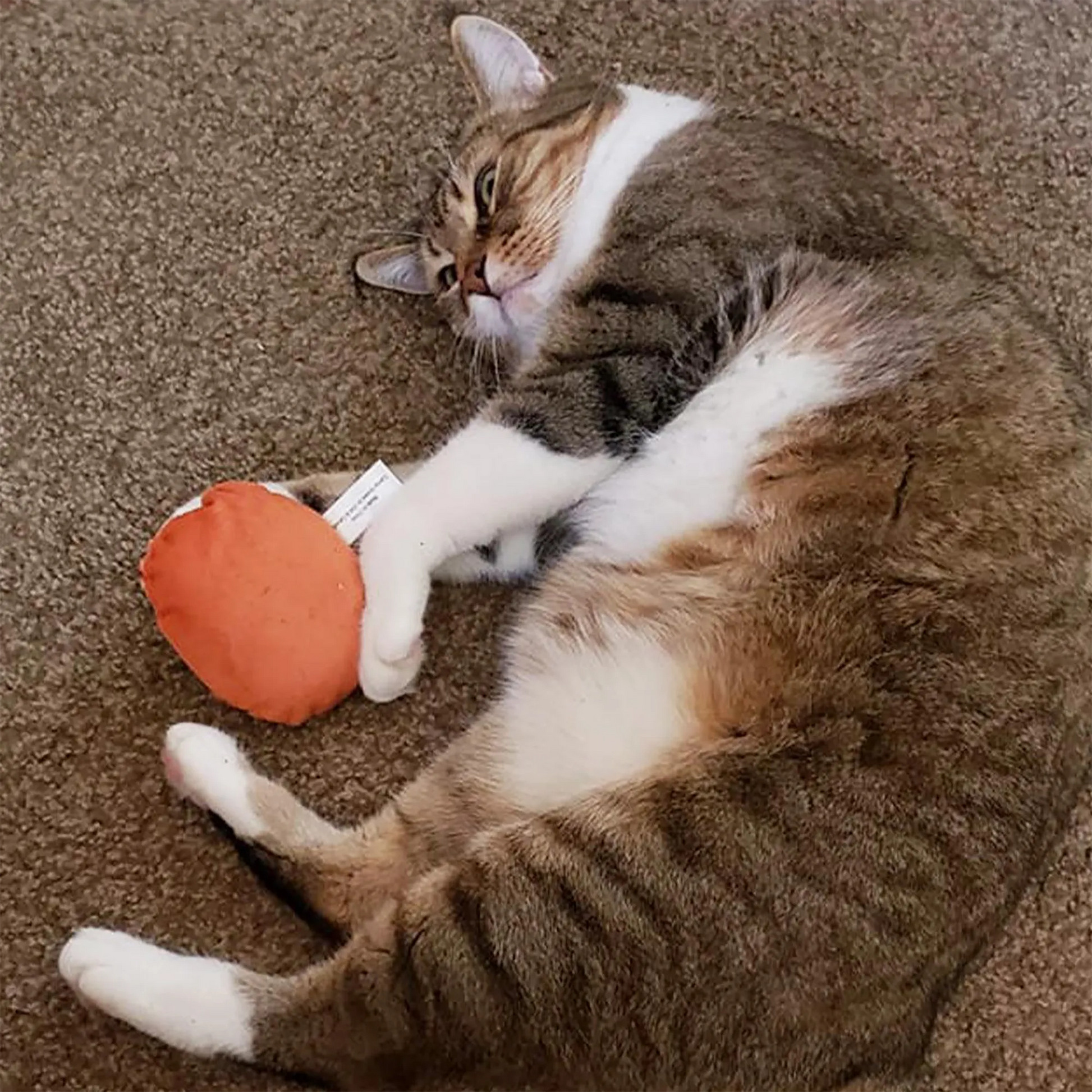 A brown-and-white tabby cat reclining on the carpet while playing with the cookie-shaped catnip toy.