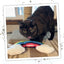 A tortoiseshell cat licking its lips while playing near the rainbow-shaped catnip toy on a scratching post.
