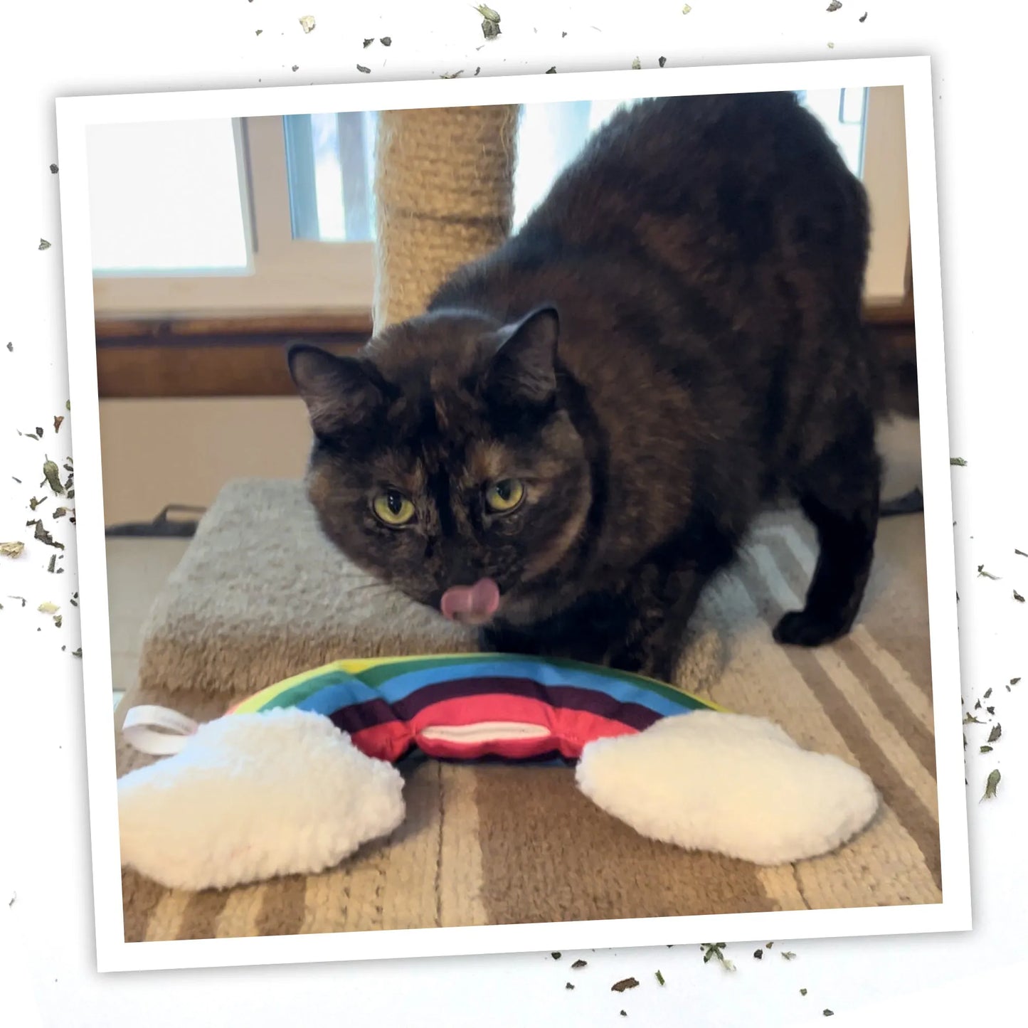 A tortoiseshell cat licking its lips while playing near the rainbow-shaped catnip toy on a scratching post.