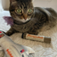 A tabby cat with green eyes, wearing a purple flower collar, lying near a Meowijuana® catnip tube and rocket toy on a white bedspread.