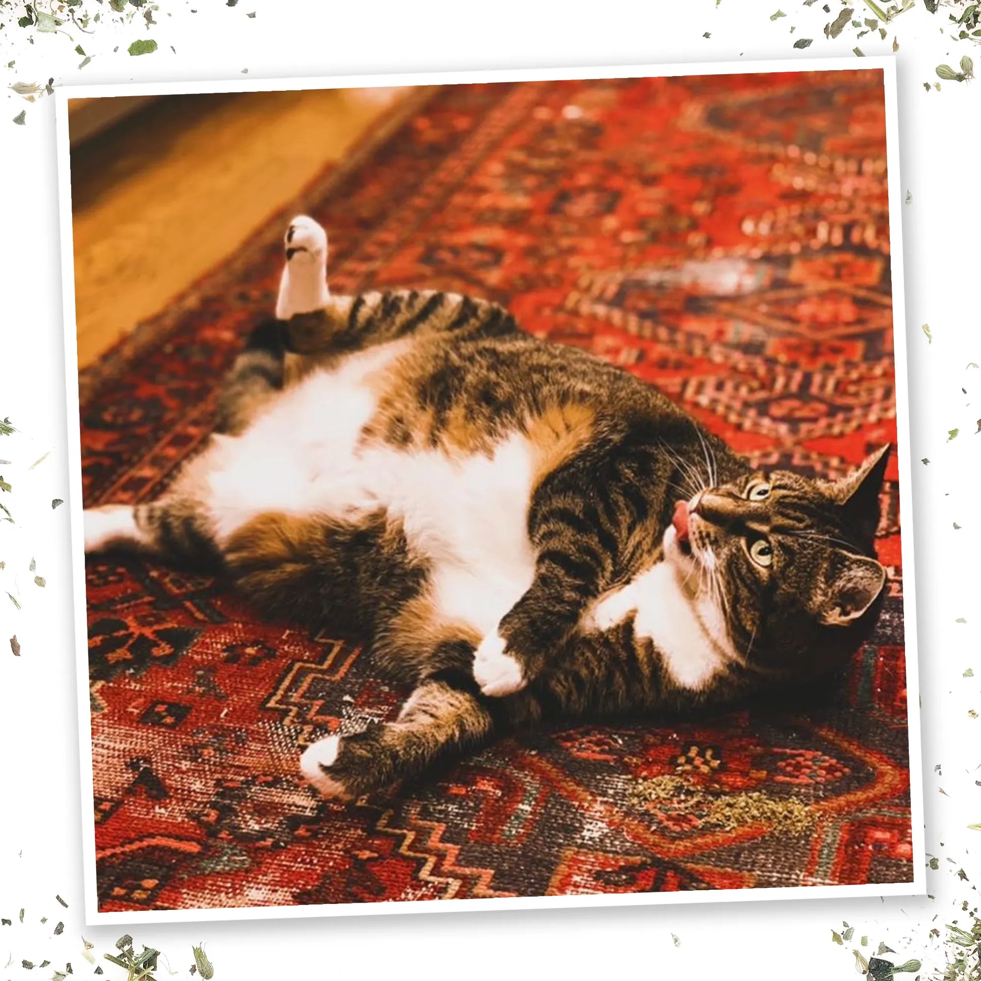 Tabby cat lounging on a rug with an open mouth, playfully licking and enjoying its relaxation time.