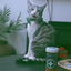 Gray tabby cat sitting with a playful expression next to a Meowijuana catnip container on a table.