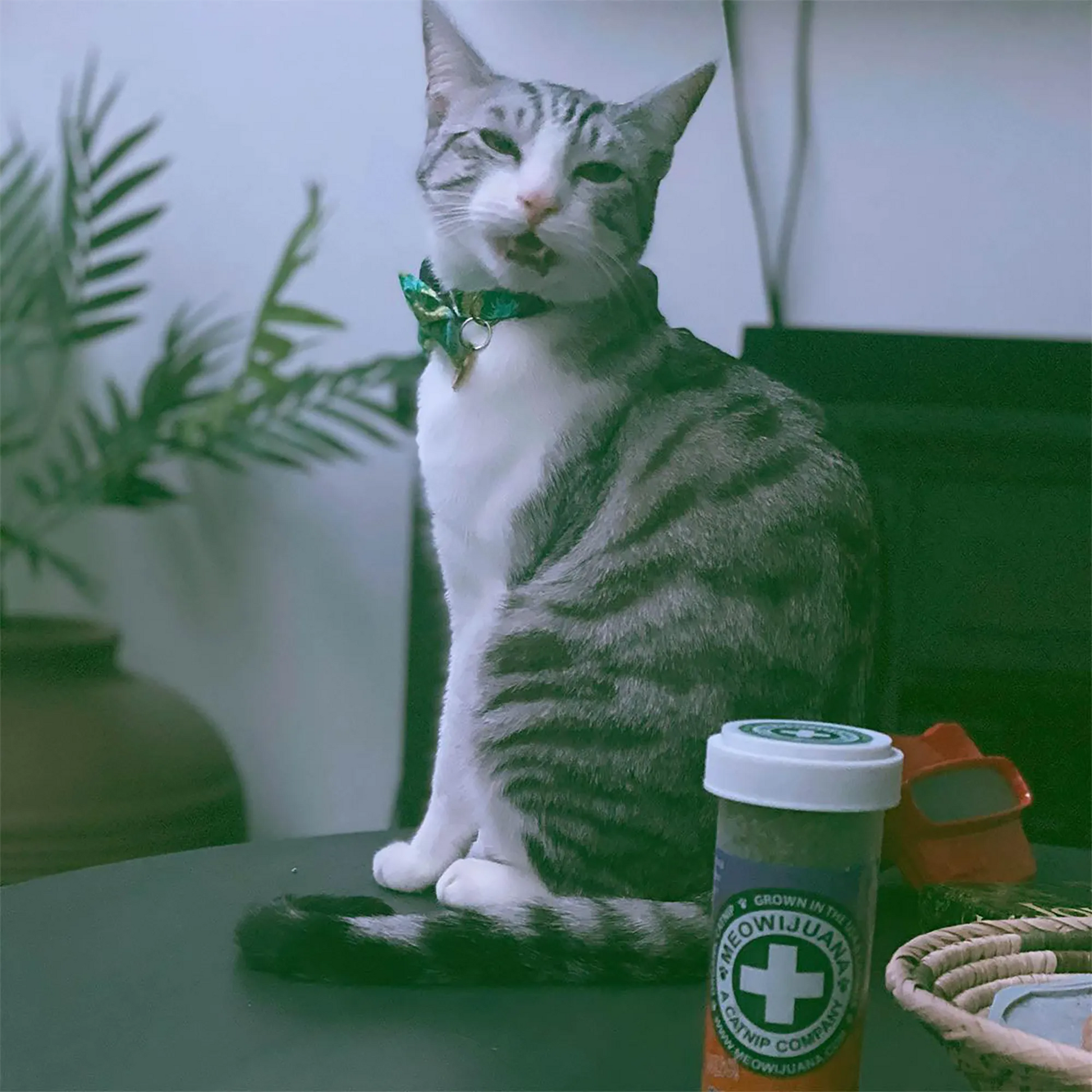 Gray tabby cat sitting with a playful expression next to a Meowijuana catnip container on a table.
