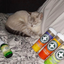 Sleeping Siamese cat curled up on a blanket beside various Meowijuana catnip containers and a spray bottle.