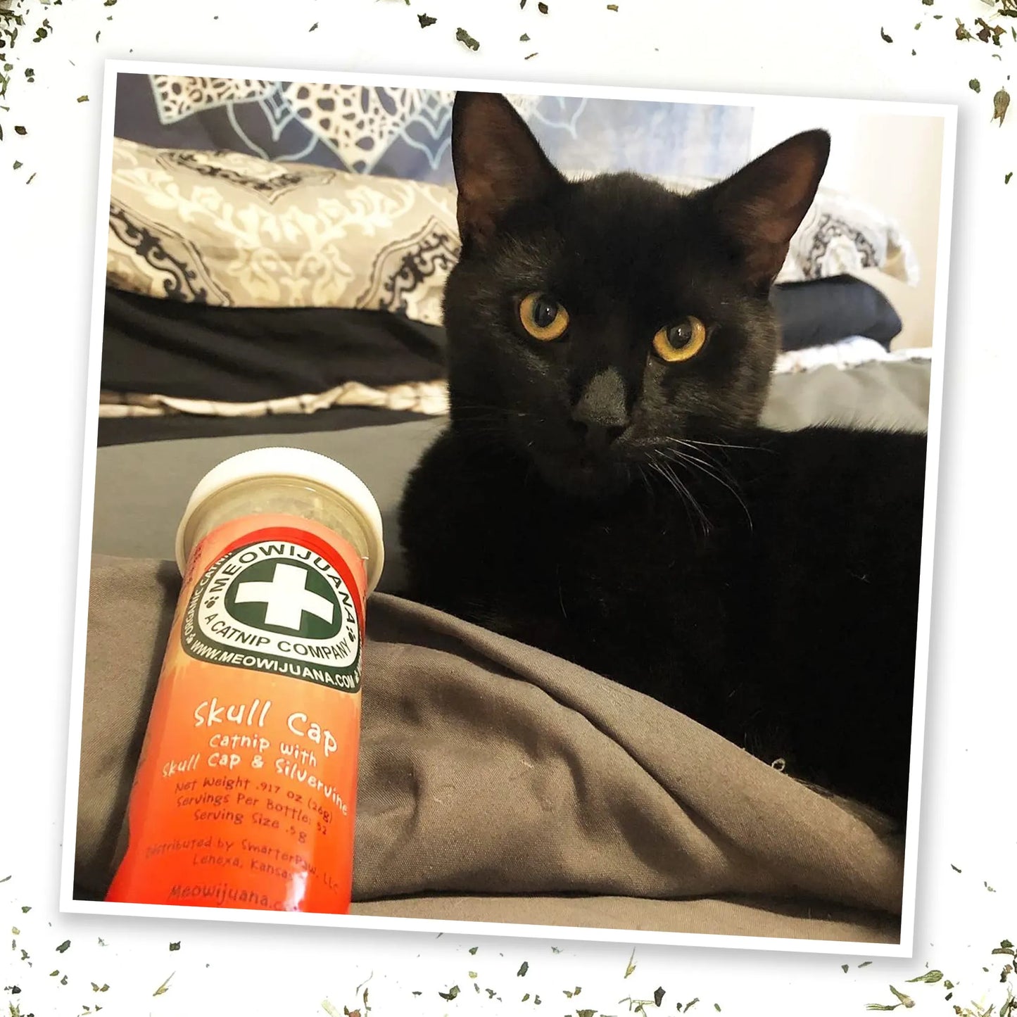  Black cat resting beside Skull Cap container, displaying curiosity and interest in the product.