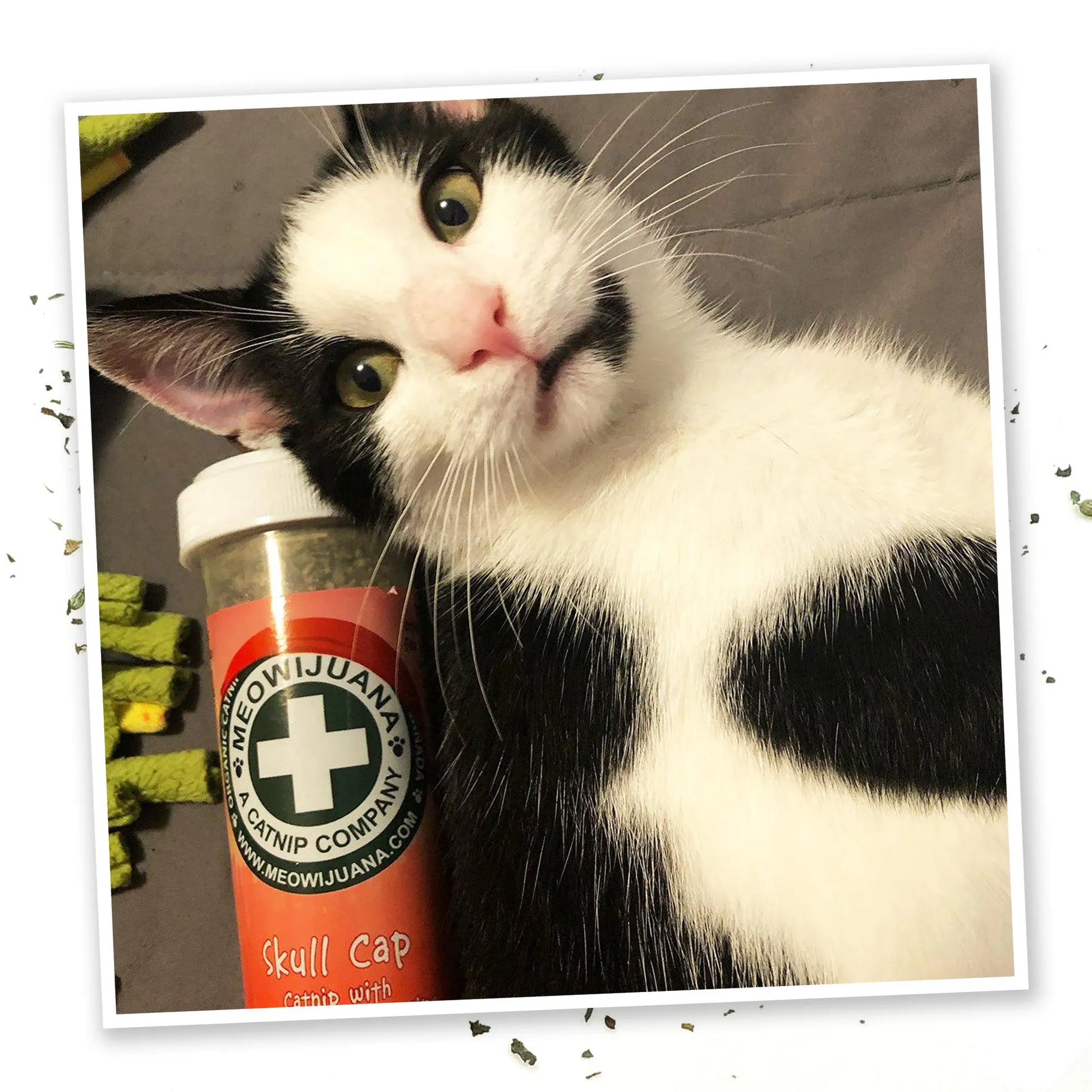 Catnip Skull Cap Silvervine Blend for Happy Cats