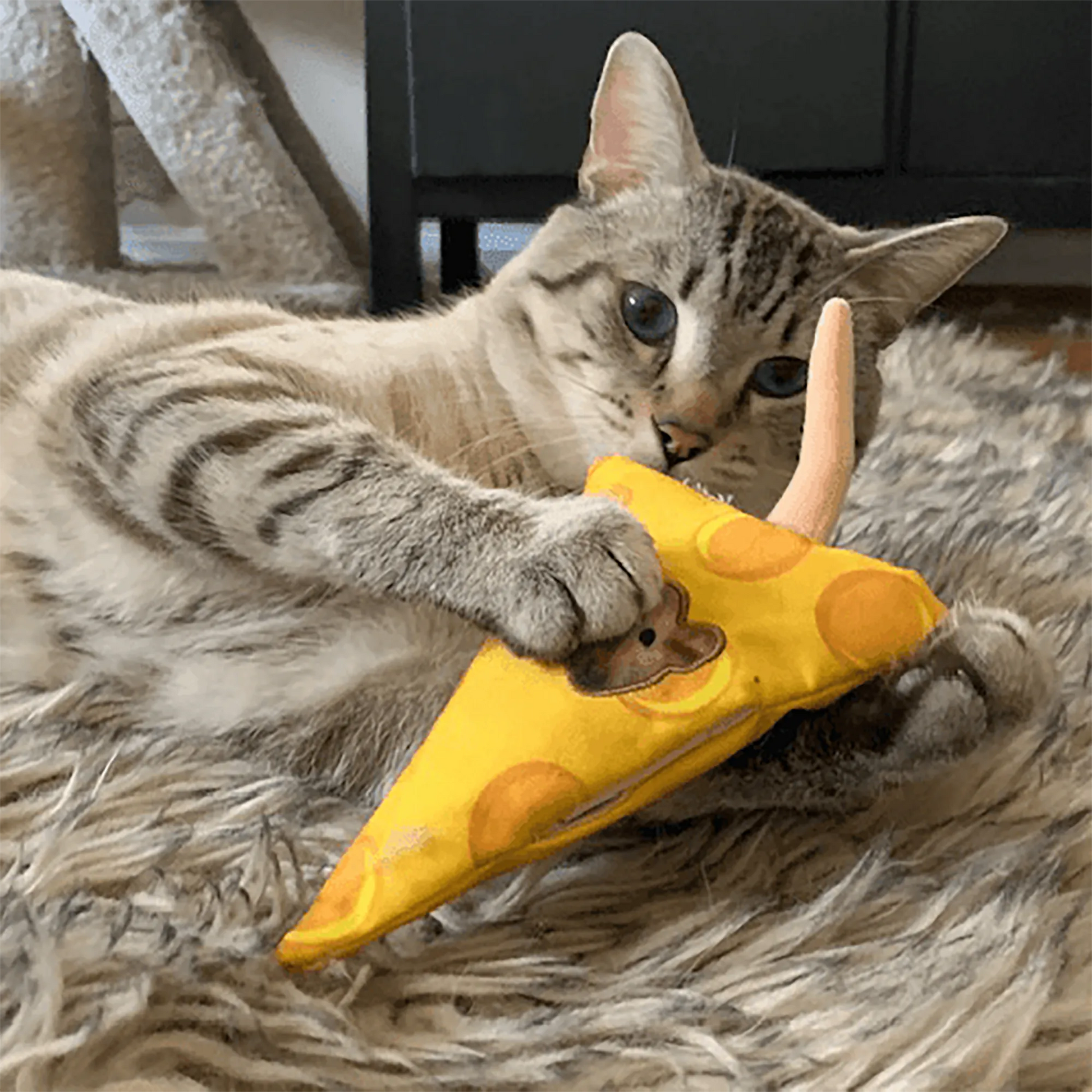 A tabby cat lying on a rug, playfully holding a triangular cheese toy with its paws and biting it.