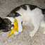 A gray and white cat lying on a beige rug, hugging a cheese-shaped toy with the words "live laugh love" overlaid.