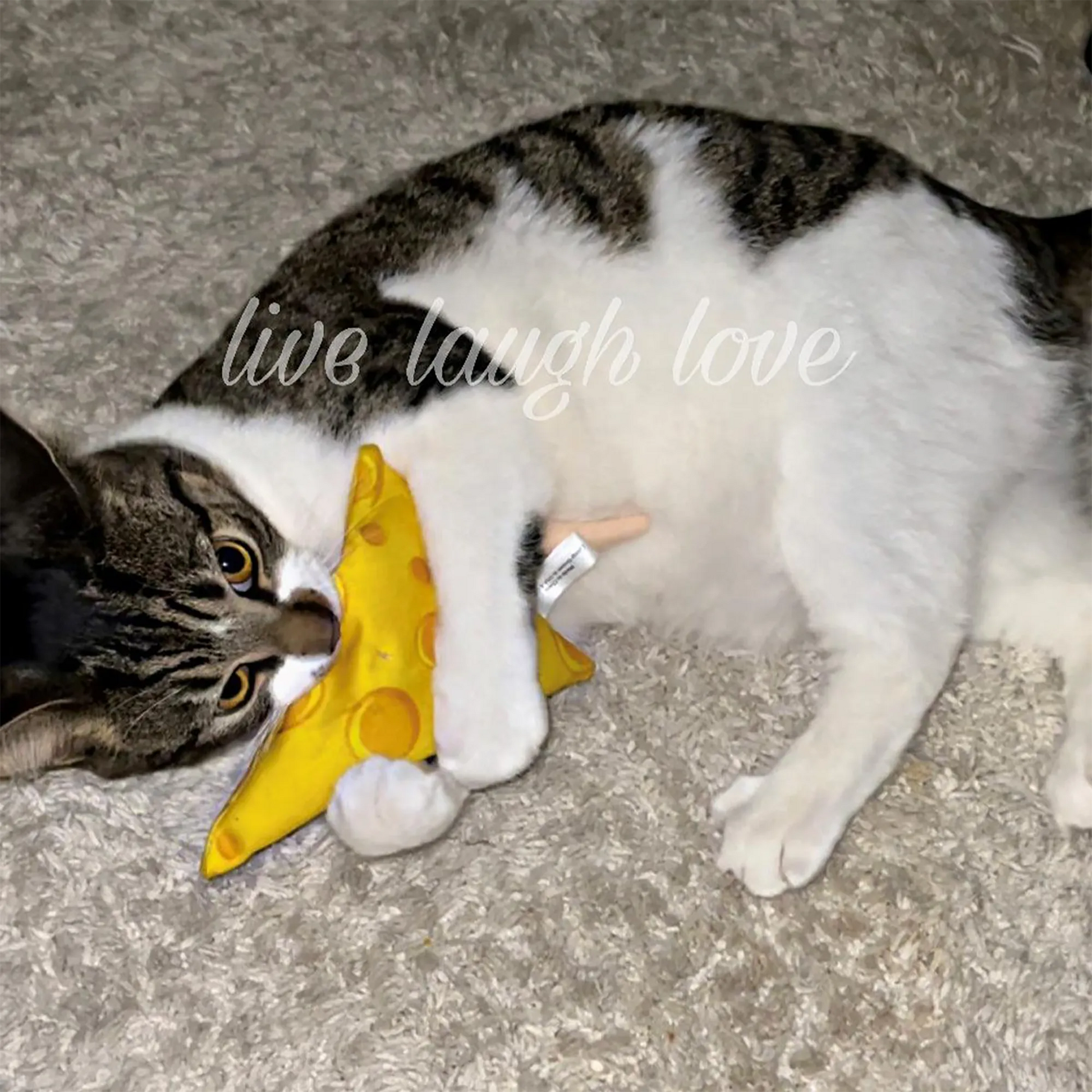 A gray and white cat lying on a beige rug, hugging a cheese-shaped toy with the words "live laugh love" overlaid.