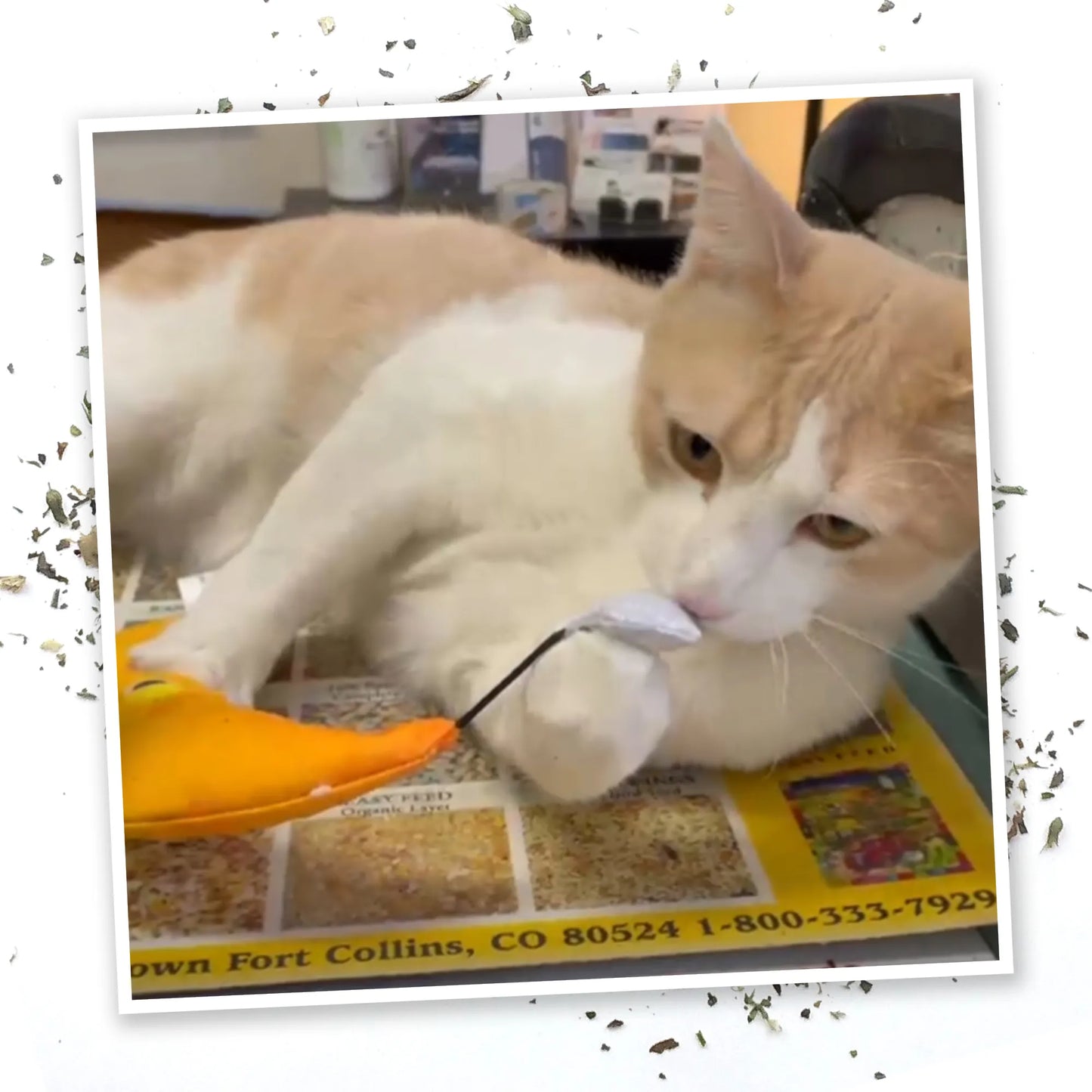 A cat playing with the moon and star toy, holding the star attachment in its paws.